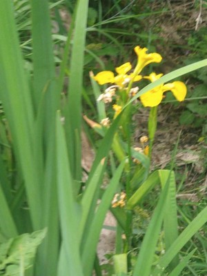 photo of Yellow Iris