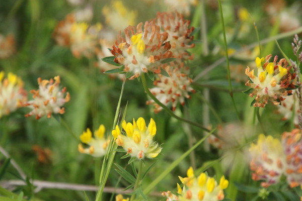 photo of Kidney Vetch