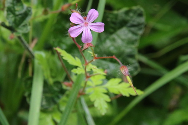 photo of Herb Robert