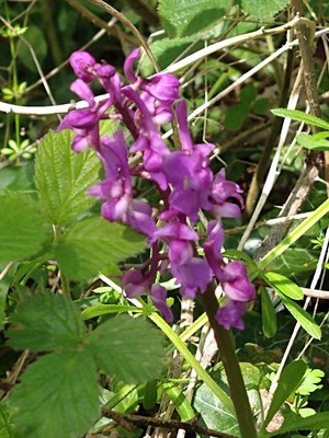 photo of Early Purple Orchid