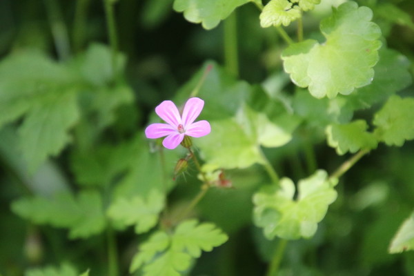 photo of Herb Robert