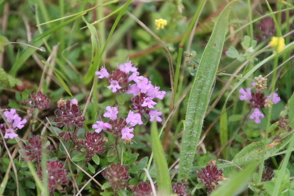 photo of Wild Thyme
