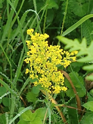 photo of Lady's Bedstraw