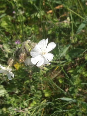 photo of White Campion