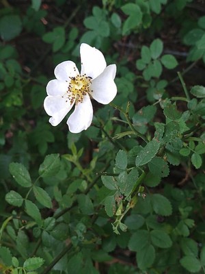 photo of Field Rose