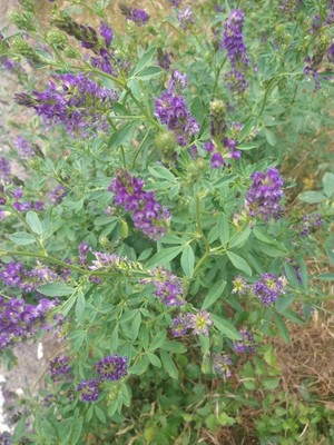photo of Alfalfa
