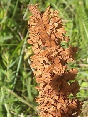 photo of Knapweed Broomrape