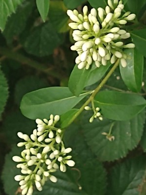 photo of Wild Privet