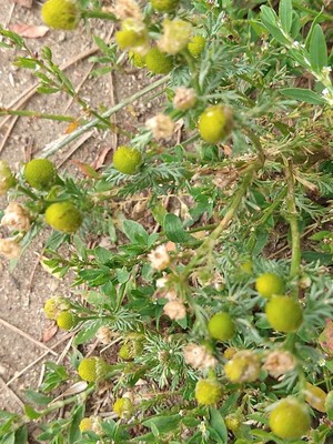 photo of Pineappleweed