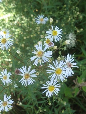 photo of Narrow Leaved Michaelmas Daisy