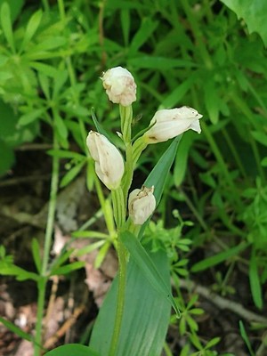 photo of White Helleborine