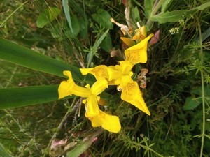 photo of Yellow Iris