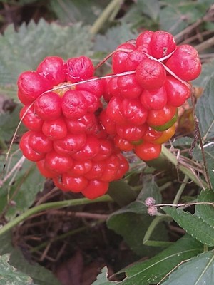 photo of Italian Arum