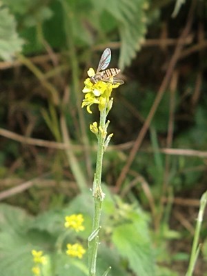 photo of Hedge Mustard