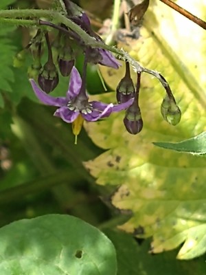 photo of Bittersweet