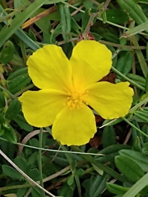 photo of Common Rockrose