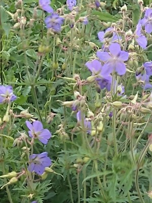 photo of Meadow Crane's Bill