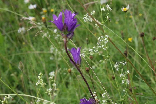 photo of Clustered Bellfower