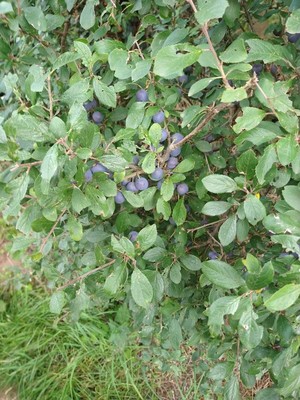 photo of Blackthorn