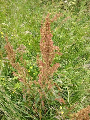 photo of Curled Dock