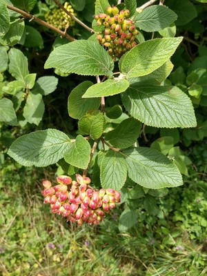 photo of Wayfaring Tree