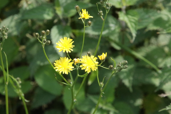 photo of Rough Hawk's Beard