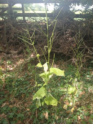 photo of Garlic Mustard