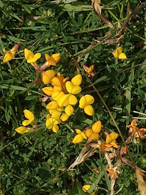 photo of Bird's Foot Trefoil