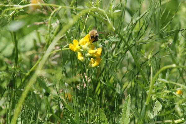 photo of Meadow Vetchling