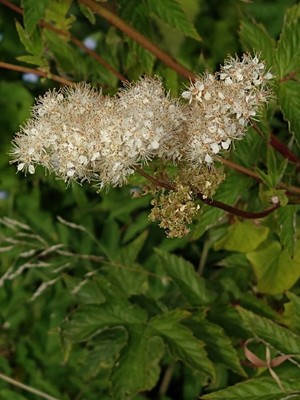 photo of Meadowsweet