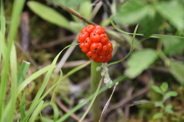 photo of Lords And Ladies