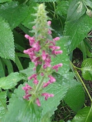 photo of Hedge Woundwort