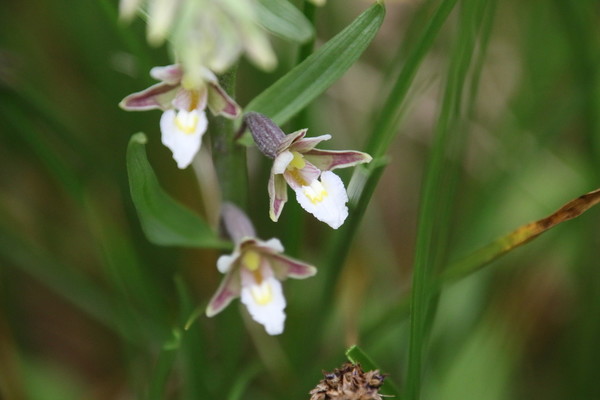photo of Marsh Helleborine