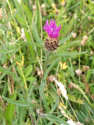photo of Common Knapweed
