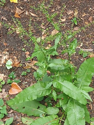 photo of Curled Dock