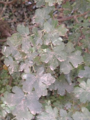 photo of Field Maple
