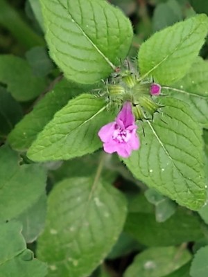 photo of Wild Basil