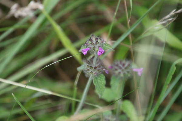photo of Wild Basil