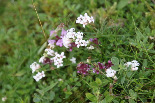 photo of Wild Thyme