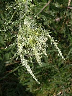 photo of Woolly Thistle