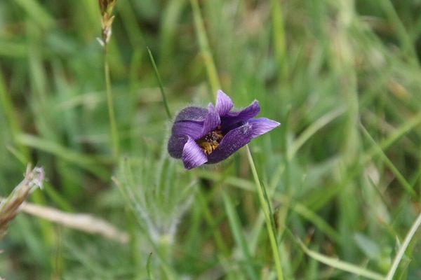 photo of Pasqueflower
