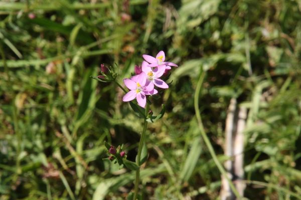 photo of Common Centaury