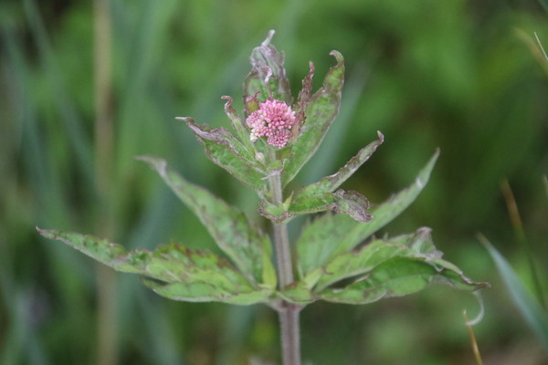 photo of Hemp Agrimony
