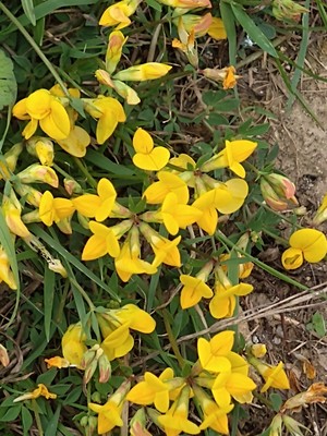 photo of Bird's Foot Trefoil