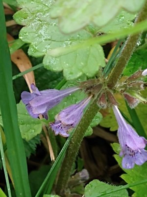 photo of Ground Ivy