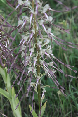 photo of Lizard Orchid