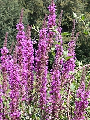 photo of Purple Loosestrife