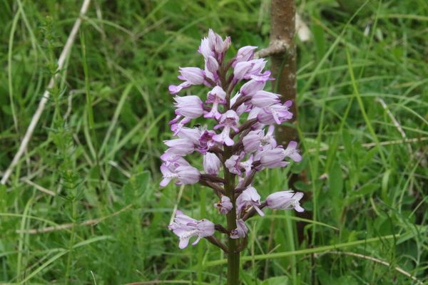 photo of Military Orchid