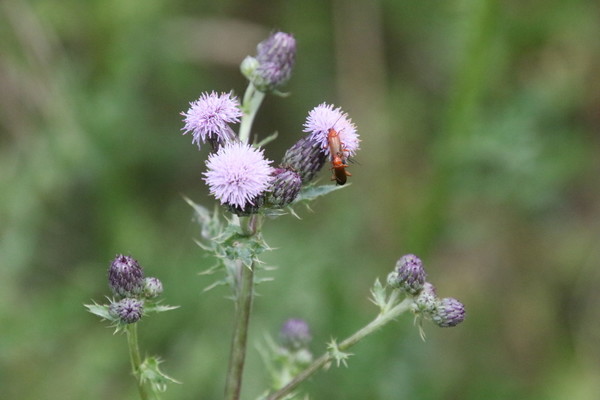 photo of Creeping Thistle