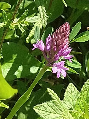 photo of Pyramidal Orchid